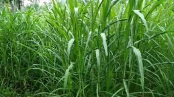 Nappier Grass Image